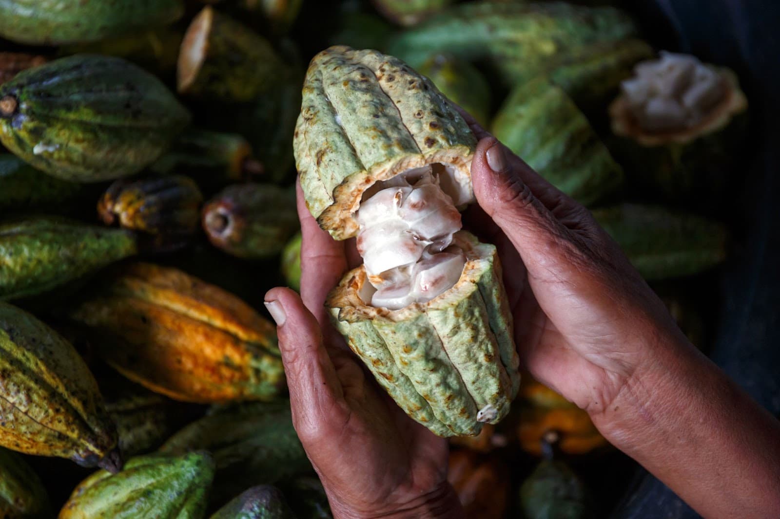 Does Cacao Give You Energy? Discover the Truth