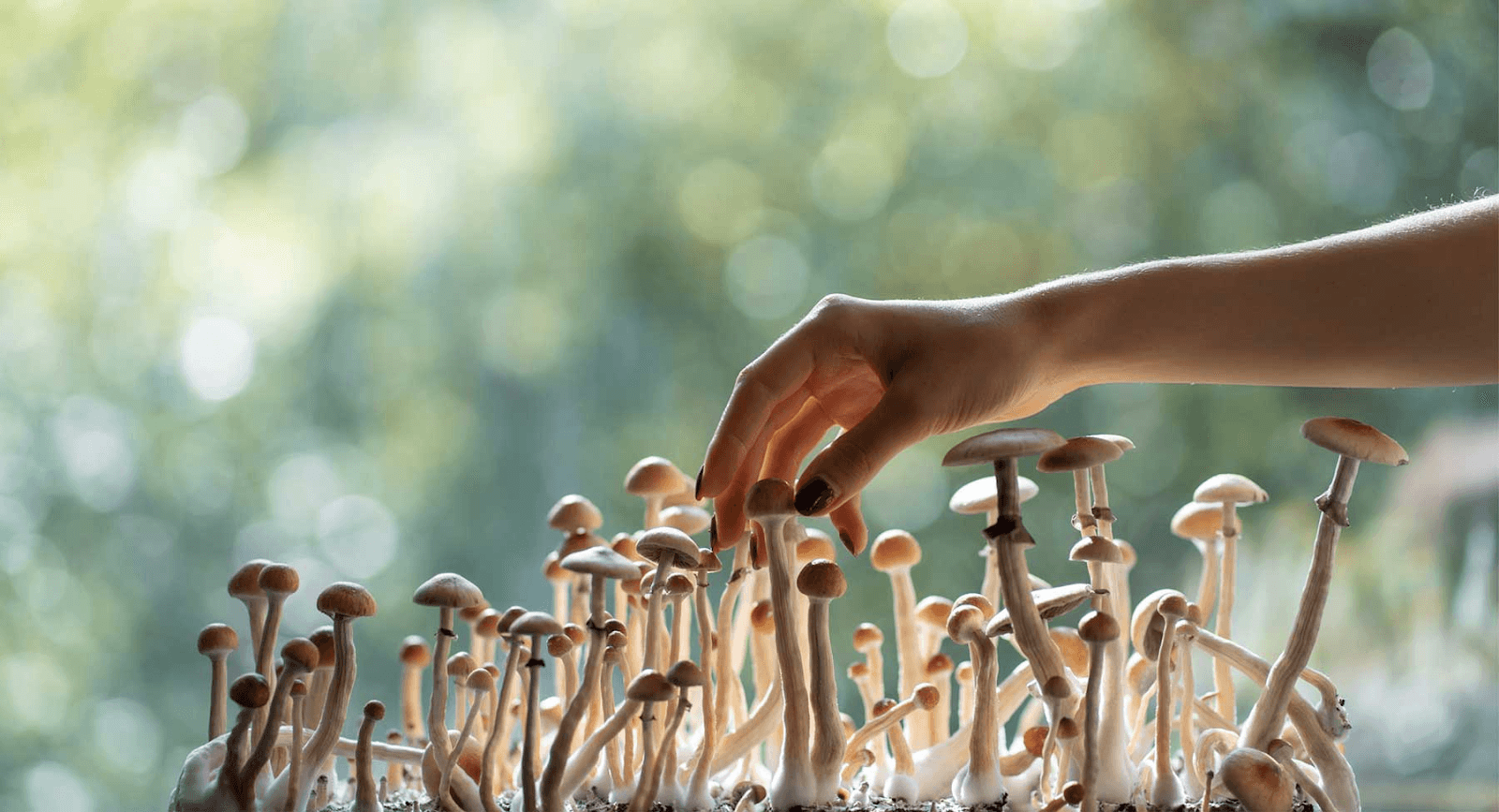 Synthetic Psilocybin vs Magic Mushrooms: Are They Really the Same?